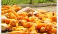 Controversy about the contraceptive effect of genetically modified corn