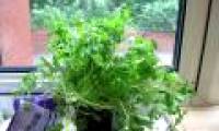 Coriander essential oils can kill resistant bacteria