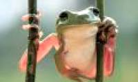 Costa Rica discovered frogs that are thought to be extinct