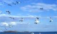 Count seabirds by recording sounds