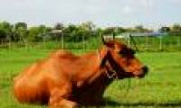Cows also cause a greenhouse effect