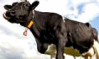 Cows can predict rain