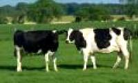 Cows with formal names will give a lot of milk