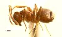 'Crazy' ants make America panic
