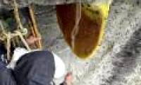 Crazy honey creates excitement like marijuana