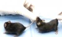 Create anti-allergic immune cells from rat fat tissue