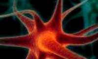 Create brain cells from urine