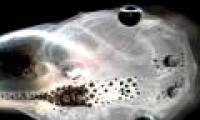 Create eye tadpoles on the back