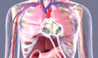 Create human heart from stem cells