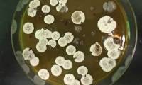 Create renewable jet fuel from bacteria, replacing fossil energy in the future