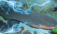 Creating an electric source makes crocodiles run, why don't electric eels get electrocuted?