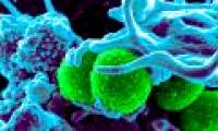 Creating hybrid virus against antibiotic resistant virus