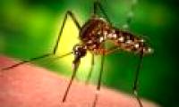 Creating mosquitoes that cannot transmit disease