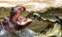 Crocodile fight hippopotamus: who is the hegemon of African rivers?