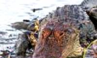 Crocodile is helpless before a small crab