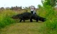 Crocodile is like a dinosaur, walking around freely