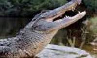 Crocodile is more dangerous than a shark 168 times