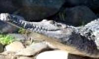Crocodile reveals the Earth's climate conditions millions of years ago