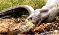 Crocodiles chase after crabs, unexpectedly eaten by giant pythons