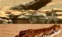 Crocodiles have migrated to live on Mars?