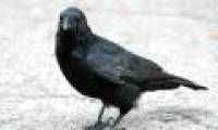 Crow is a tough, long-lasting species