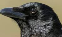 Crows are capable of conscious thought like humans.