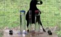 Crows are smart with 7-year-old children