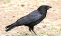 Crows attract mates like people
