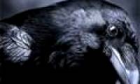 Crows hold secrets about aliens?