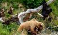 Crumbling into the eagle nest, brown bears are attacked by dust bags