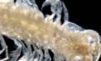 Crustaceans are poisonous