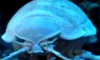 Crustaceans start eating synthetic resin