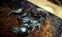 Cuba sells cancer medicines from green scorpion venom
