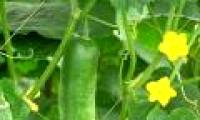 Cucumbers contain growth hormone