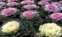 Cultivation and care of cabbage techniques change the style of Tet decoration