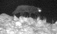 'Cumbria Monster' was first caught on infrared cameras