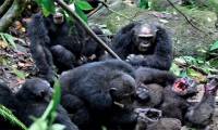 The 4-year war to annex the chimpanzee's territory