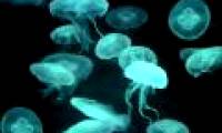 Cure stinging jellyfish