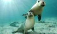 Curious sea lion, posing for the camera