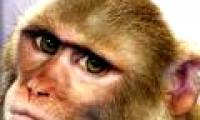 Damn monkeys have to go to reform school
