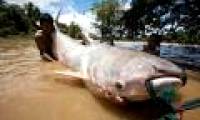 Dams on the Mekong River threaten large fish