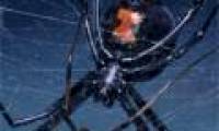 Dance 'sexy' helps male spiders avoid drawing close body