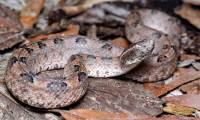 Dangerous venomous snakes commonly found in Vietnam, compared to 'living mines'