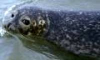 Dangerous virus attacking seals can spread to humans