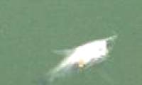 Dead fish at Ho Guom: