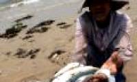 Deadly marine fish died along 4 central provinces