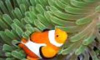 Deaf fish because of the acidic sea