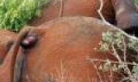 Death god stalks African elephants