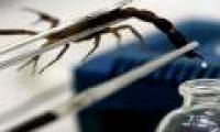Death scorpion venom: The most expensive liquid on the planet!