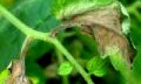 Deciduous disease causes heavy losses to North American agriculture